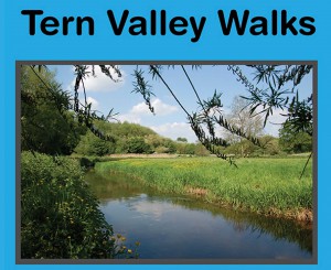 Tern-V-walks-sml